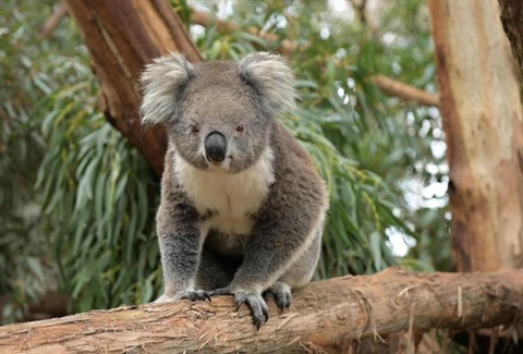 A Global Opportunity to Promote Koala Conservation MNCJO A Global Opportunity to Promote Koala Conservation MNCJO