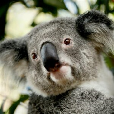 koala.jpg